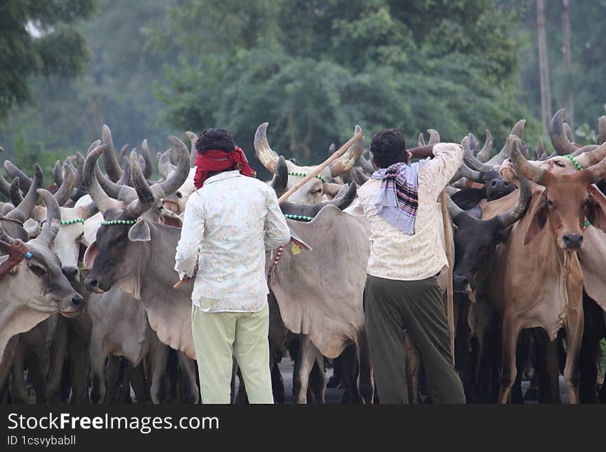 Indian Cowboys With Soo Many Cows