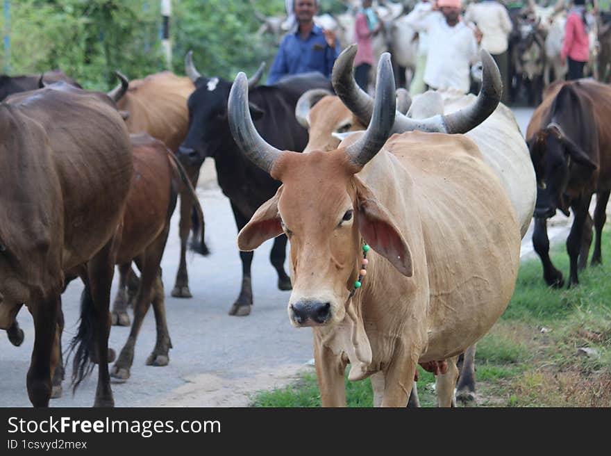 Indian village cow return after feed