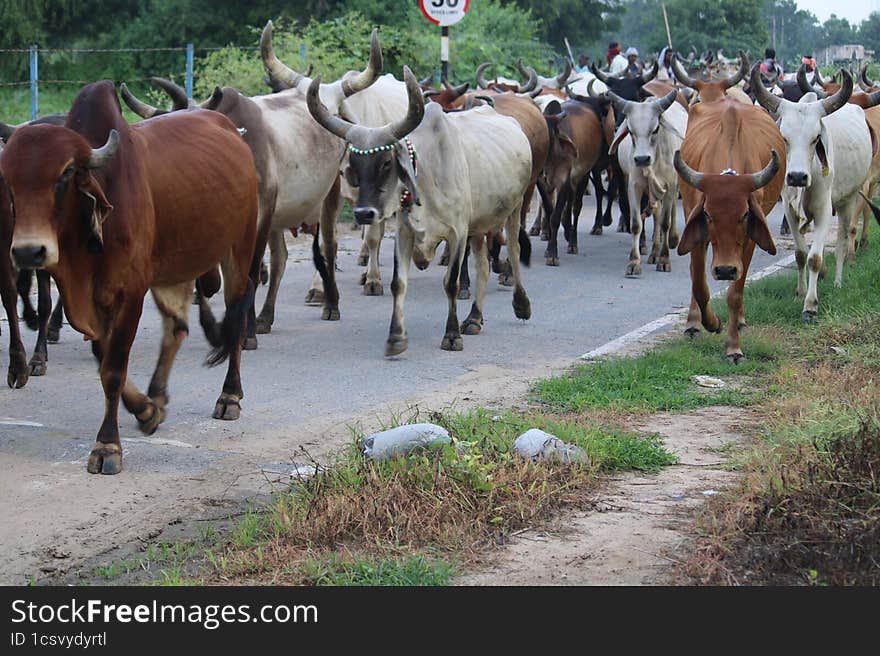 Indian village cows return after day traveling