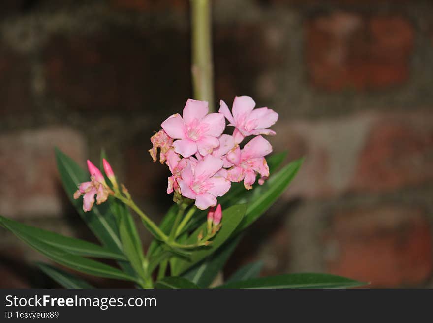 Indian village evening monsoon flowers