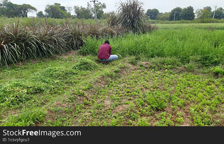 indian village youngh boy work as a farmer and take foods for him cows a Fodder