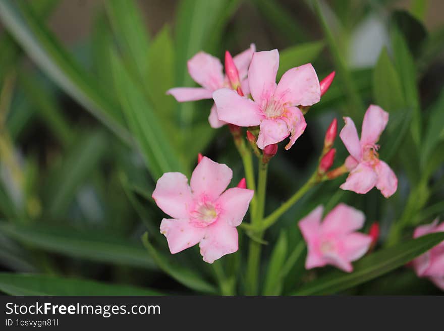 a beautiful Nature in Indian villages flowers during rainy season