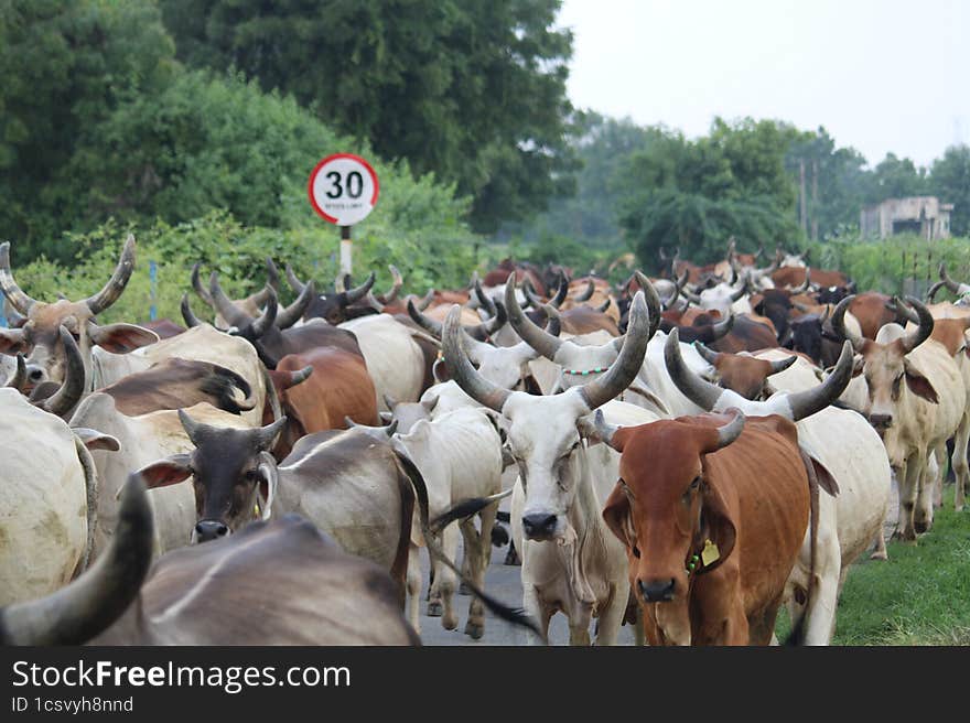 Indian Village Many Cows In Single Raw