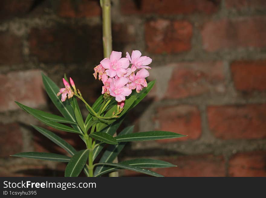 Indian Village Monsoon Nature Flower