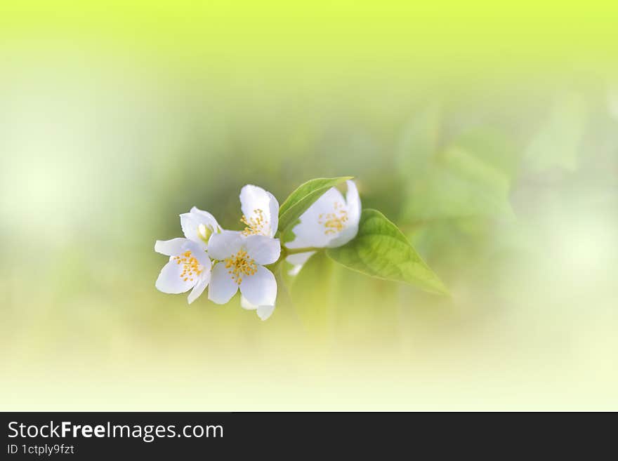Incredibly beautiful Nature.Fantasy design.Modern Art. Magic Artistic Wallpaper.Dream, line.Green Background, colorful.Watercolor illustration. Background for relax.Web Banner .Abstract nature background.Beauty in Nature.Pure,clean.Plant,ecology.Green and White Color.Amazing Photo.Fresh,freshness.Softness,soft.Creative Wallpaper.Colorful Scene in Vintage Tones.Vibrant Color.Natural Macro Photos and Tranquil Scene.Colorful Flowers.Colorful Background.Celebration,love.Summer Flower.White Flowers.Copy Space.Wedding Invitation.Jasmine Flower.Aroma,perfume. Incredibly beautiful Nature.Fantasy design.Modern Art. Magic Artistic Wallpaper.Dream, line.Green Background, colorful.Watercolor illustration. Background for relax.Web Banner .Abstract nature background.Beauty in Nature.Pure,clean.Plant,ecology.Green and White Color.Amazing Photo.Fresh,freshness.Softness,soft.Creative Wallpaper.Colorful Scene in Vintage Tones.Vibrant Color.Natural Macro Photos and Tranquil Scene.Colorful Flowers.Colorful Background.Celebration,love.Summer Flower.White Flowers.Copy Space.Wedding Invitation.Jasmine Flower.Aroma,perfume.