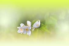 Beautiful Nature Background.Abstract Wallpaper.Celebration, Love.Holidays.Jasmine Flowers.Art Design.Spring Flower.Green Colors. Royalty Free Stock Images