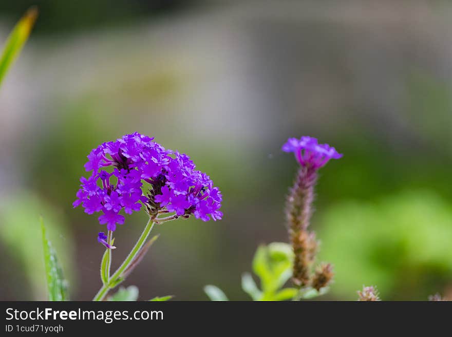 Beautiful purple flowers