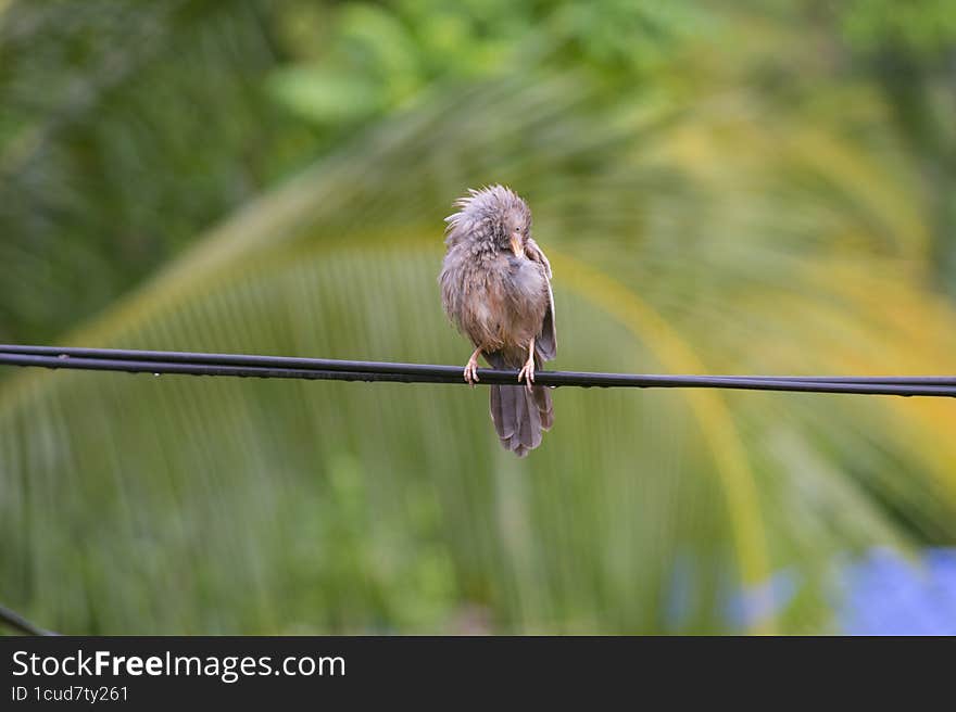 Wet gray color bird on a black wire