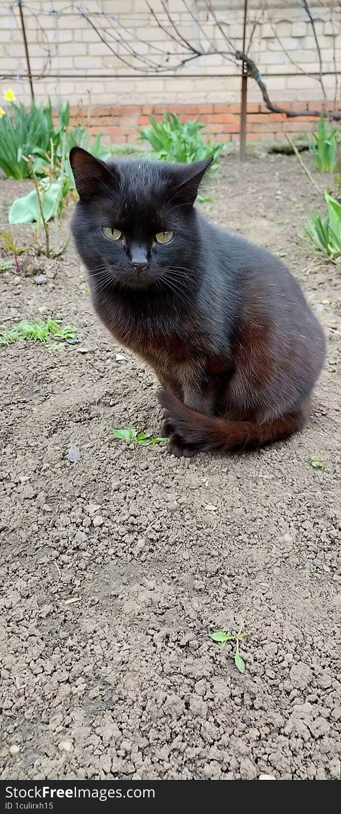 Domestic Black Cat Sitting In The Garden On The Ground In Spring.