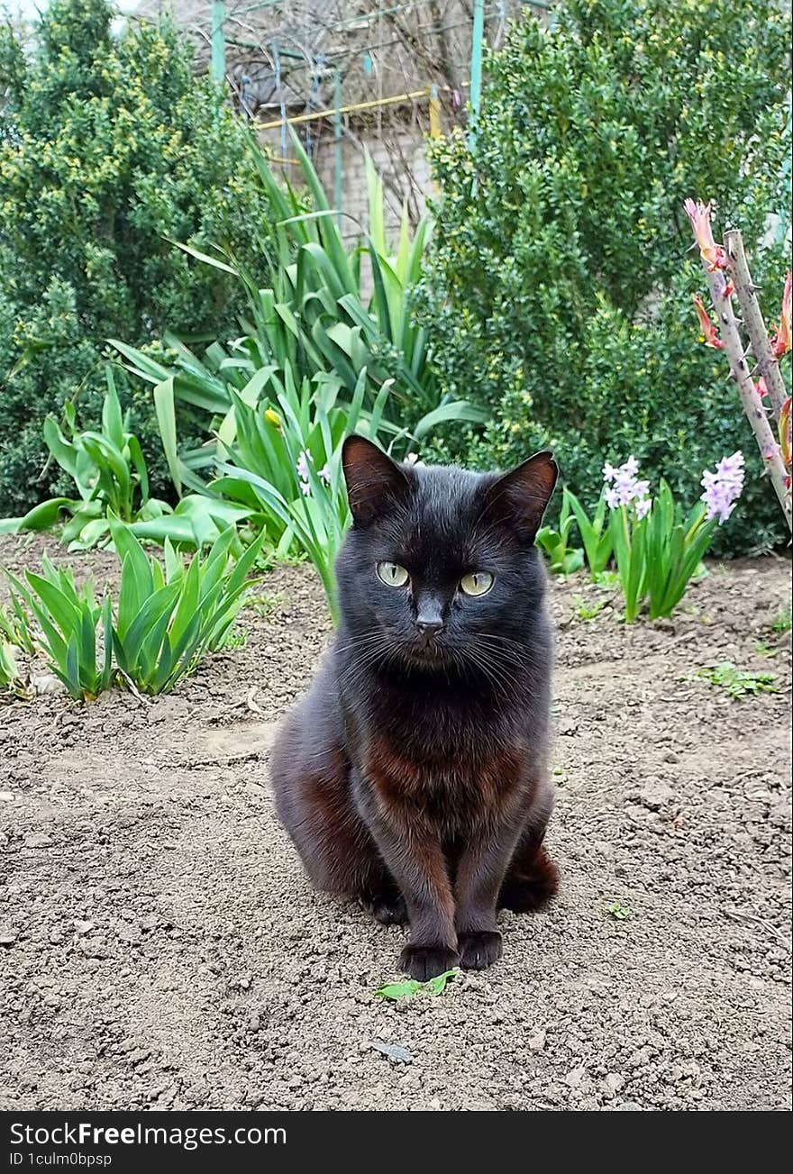 Domestic black cat sitting in the garden on the ground in spring.