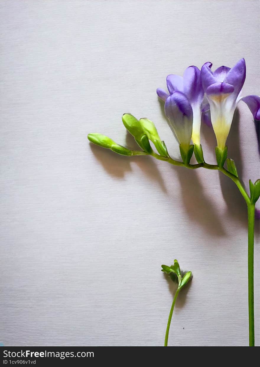 spring. Freesia lies on a white background. soft shadows. lilac freesia, textured background, photography in the studio, studio lights. delicate flower, beautiful photo