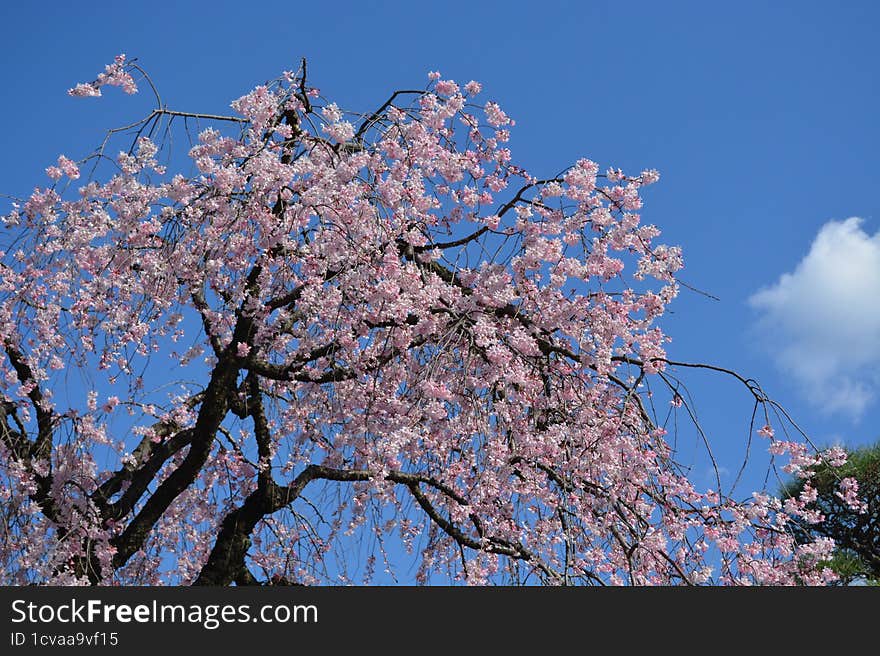 SAKURA2023 FLOWER cherry blossoms Japan