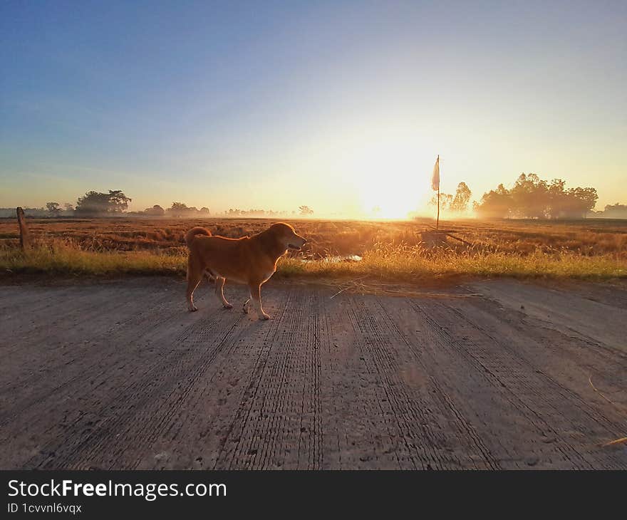 Dog jog roadside ricefield sunrise