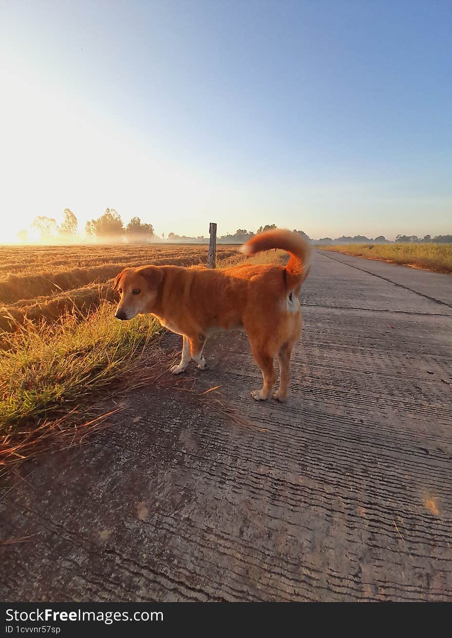 Dog jog roadside ricefield