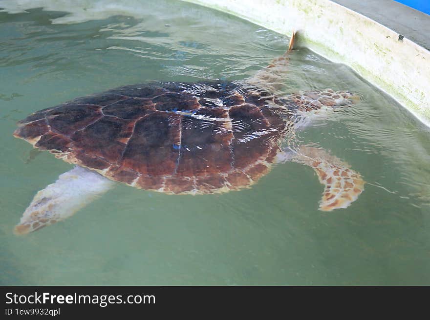 Turtle swimming the water tank in a turtle hatchery in Sri Lanka