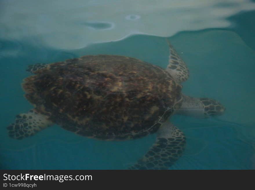 turtle swimming underwater in a turtle hatchery in Sri Lanka