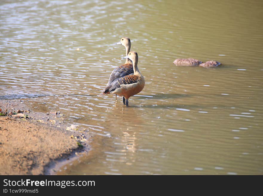 couple of wild ducks in a lake