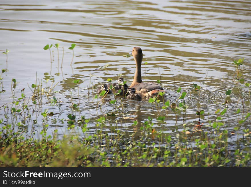 wild ducks family swimming in a lake at Yala National Park captured during safari.