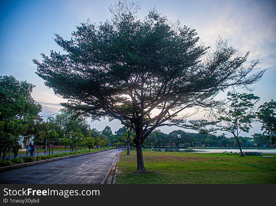 Tree Park Green Grass Sky Road