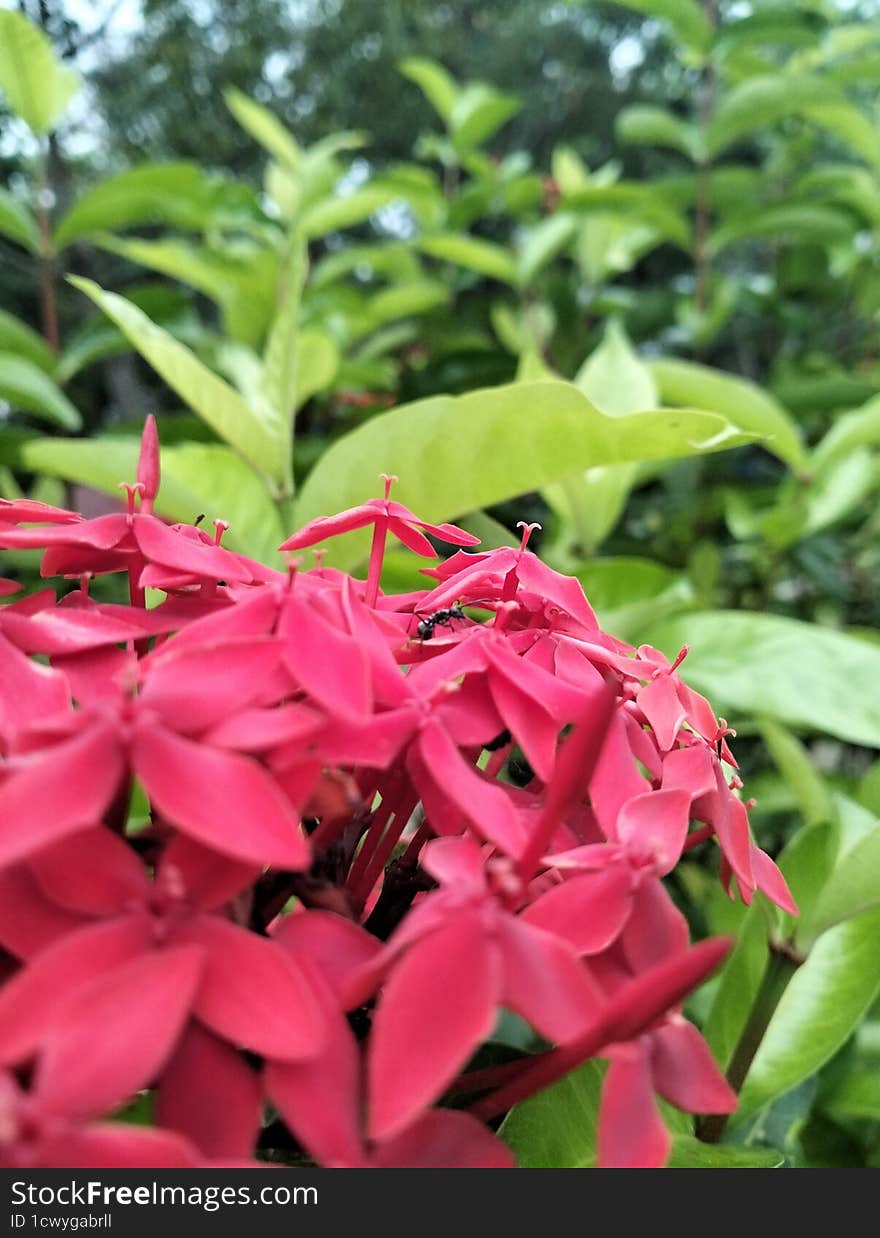 The ants on red flowers