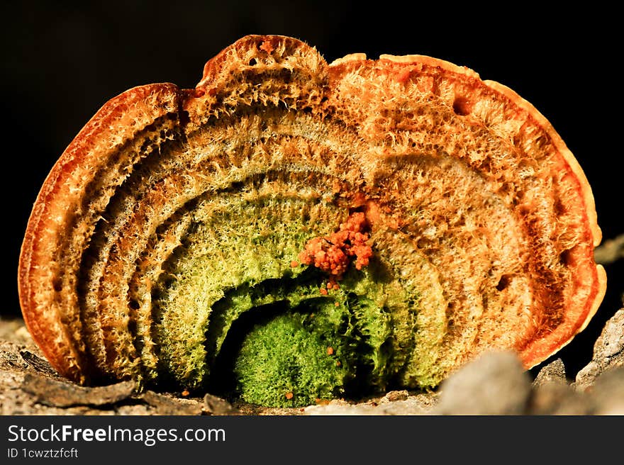 mushroom detail on macro lens