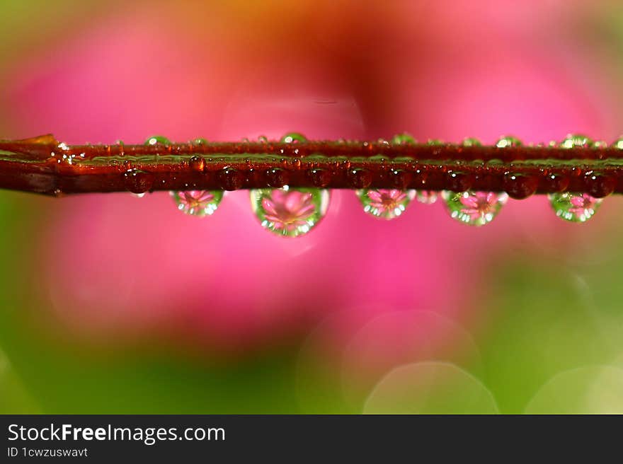 the beauty of flower dewdrops