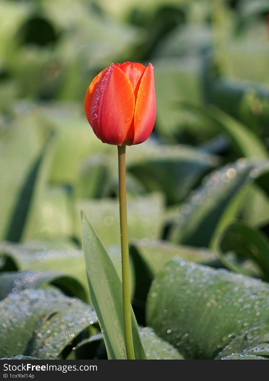 Pretty red with yellow tulip with dew