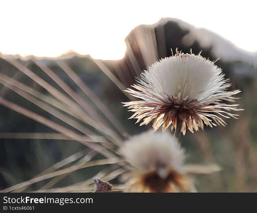 dry flowers on the background of the mountains