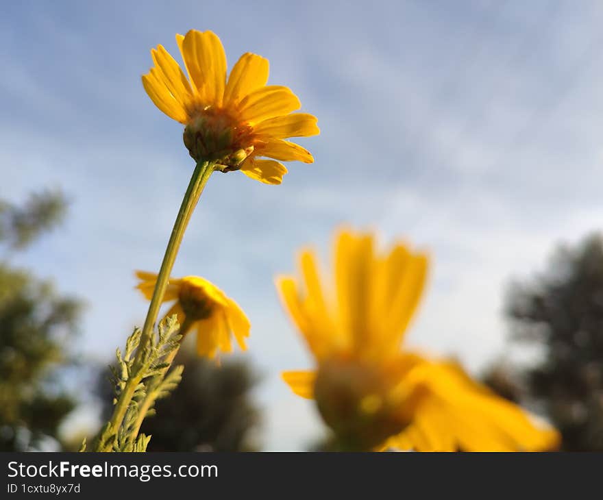 Yellow Flowers Against The Sky