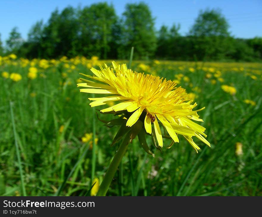 Dandelion On A Green Field