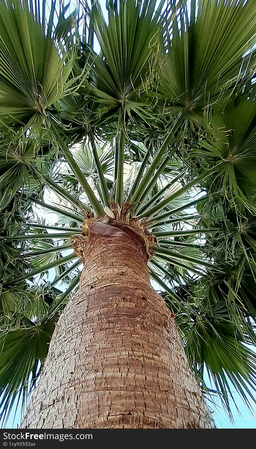 Tall palm tree with a large crown of leaves. Photographed from below near a tree trunk in perspective