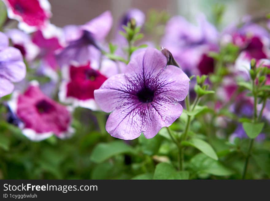 bright flowers in the garden on a background of greenery