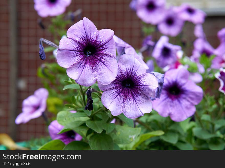 Bright Flowers In The Garden On A Background Of Greenery