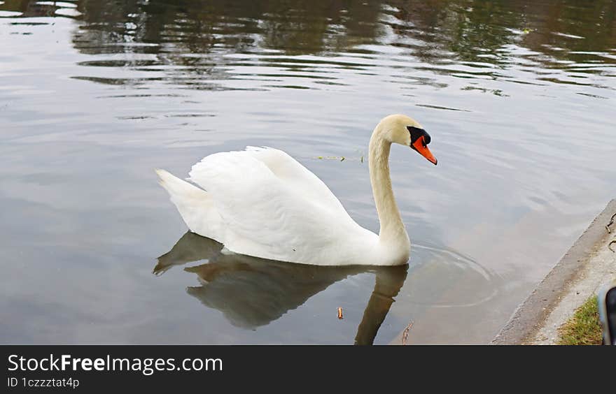 White Swan saying hello to the people visiting High Park, Toronto