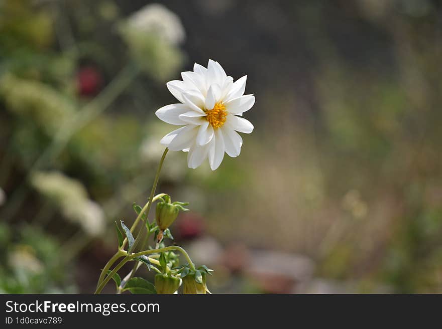 Blooming alone in the garden