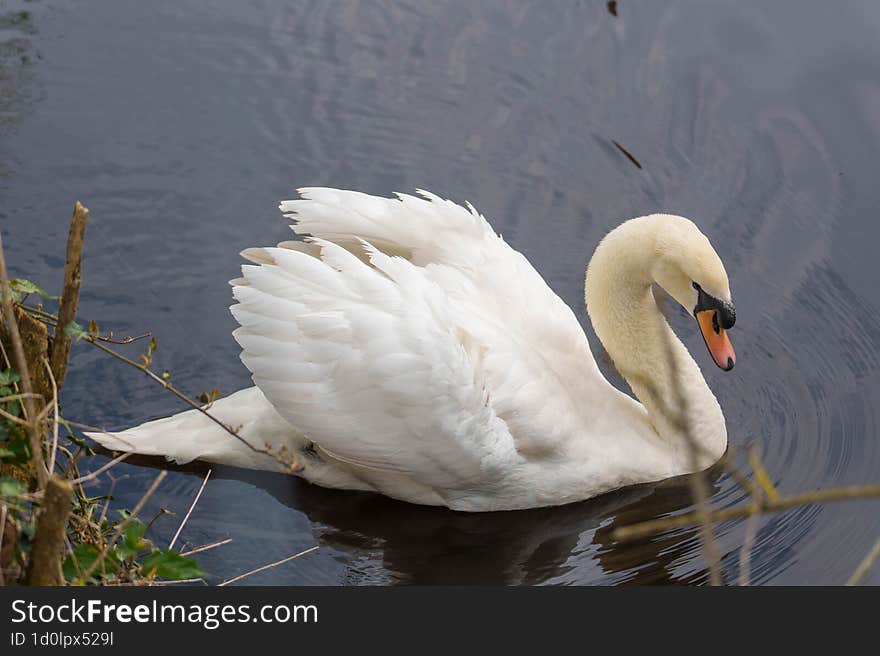 white swan floating on the lake