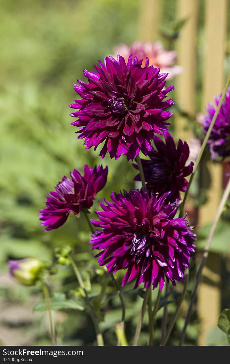 dark pink dahlias on a vertical photo, flowers in the garden in autumn