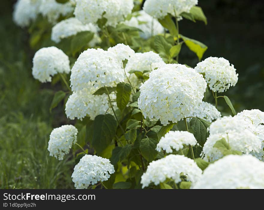 White Hydrangea Bushes In The Garden, Floriculture And Horticulture Theme