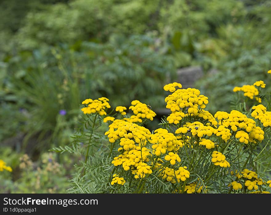 bushes of yellow flowers in the garden in spring, the theme of gardening and floriculture