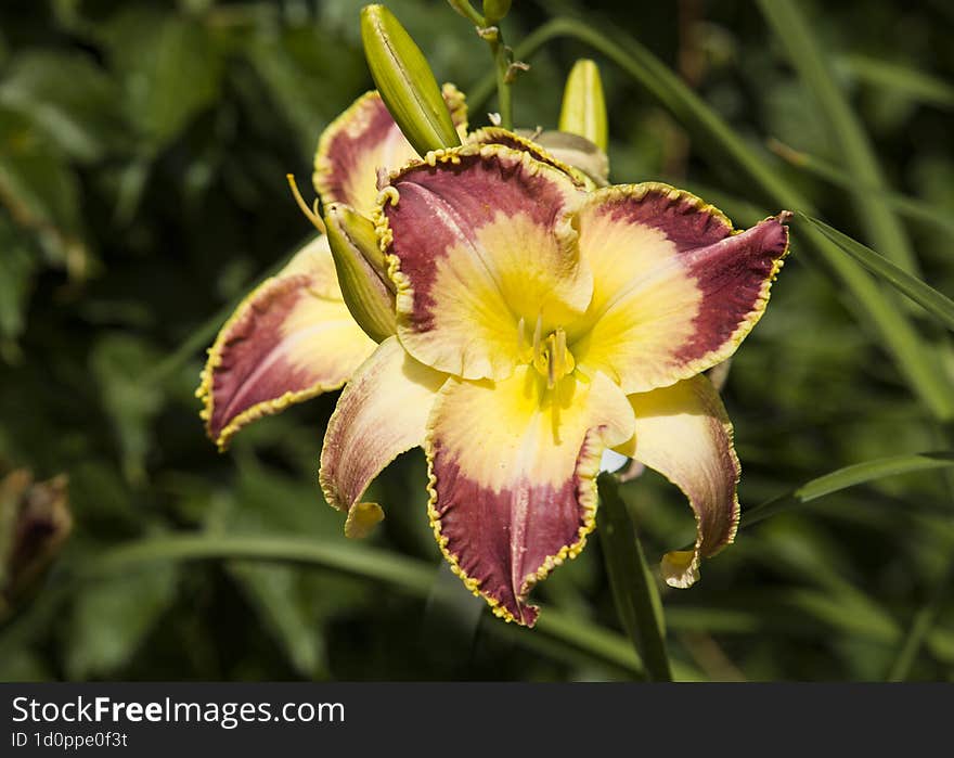 Yellow Lily With Dark Red Petals Close-up, Varietal Flowers In The Garden