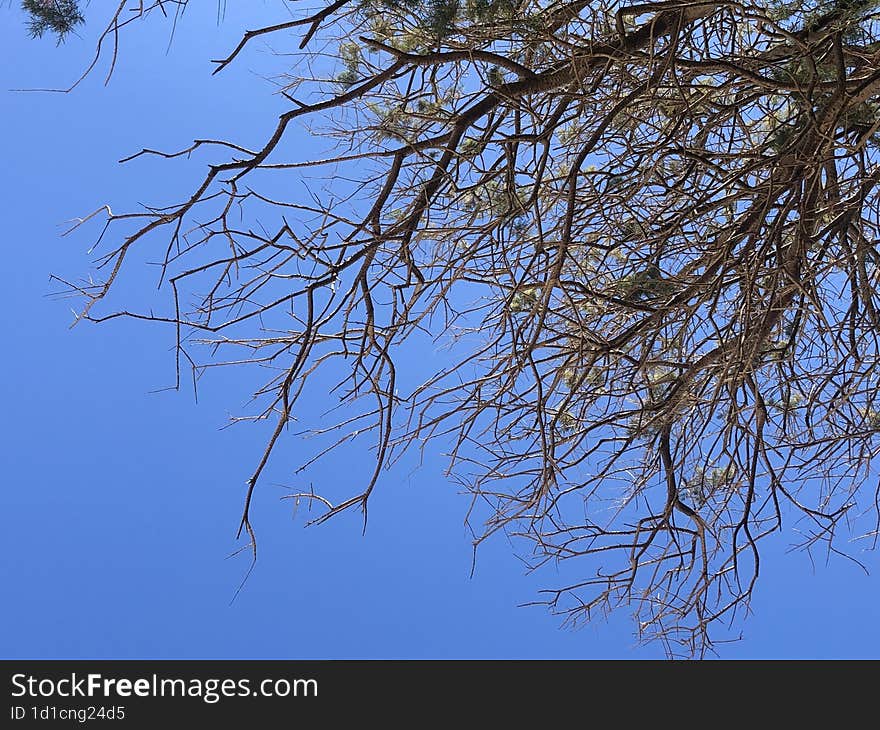 Tree On The Beach On Crete, Greece