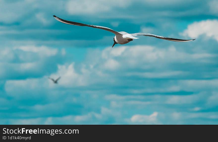 sea gull flying in the blue sky