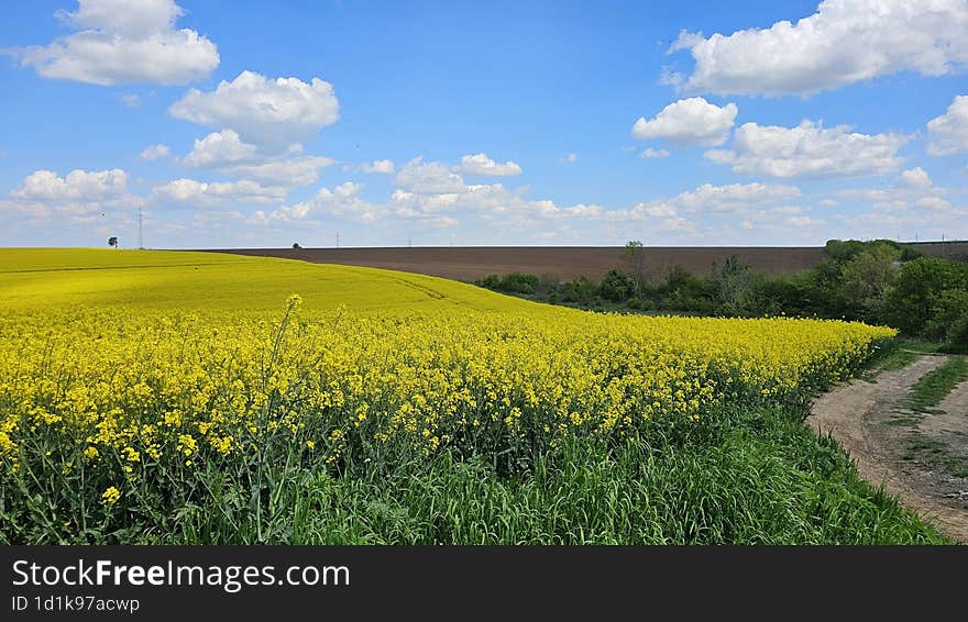 Rapeseed field in Bulgaria near border with Romania