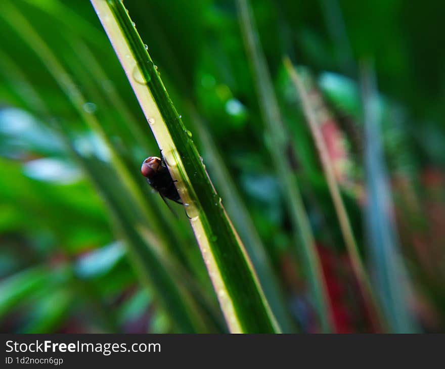 Flies that land on a leaf of a plant that is still wet with rainwater. Flies that land on a leaf of a plant that is still wet with rainwater