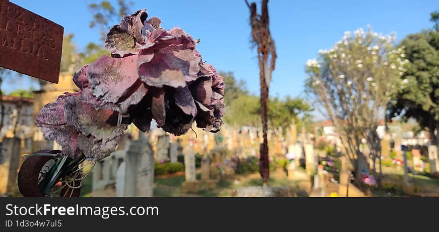 A dry rose in the cemetery in Barichara An open-air museum. On a natural space of trees, flowers and meadows, art, history and tradition are reflected.