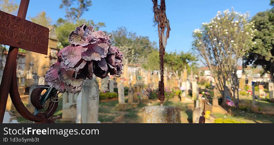 A Dry Rose In The Cemetery In Barichara An Open-air Museum. On A Natural Space Of Trees, Flowers And Meadows, Art, History And Tra