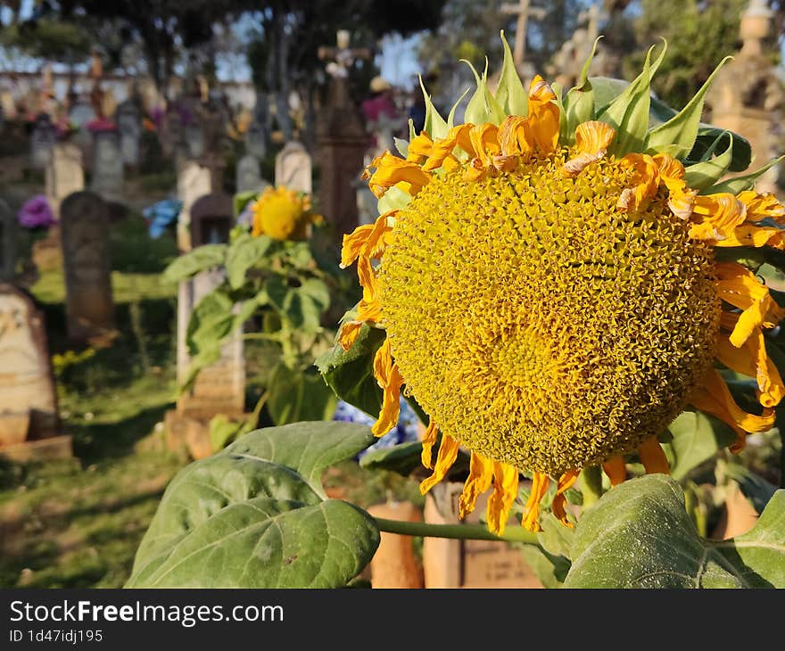 Sunflower in Barichara Cemetery. An open-air museum.