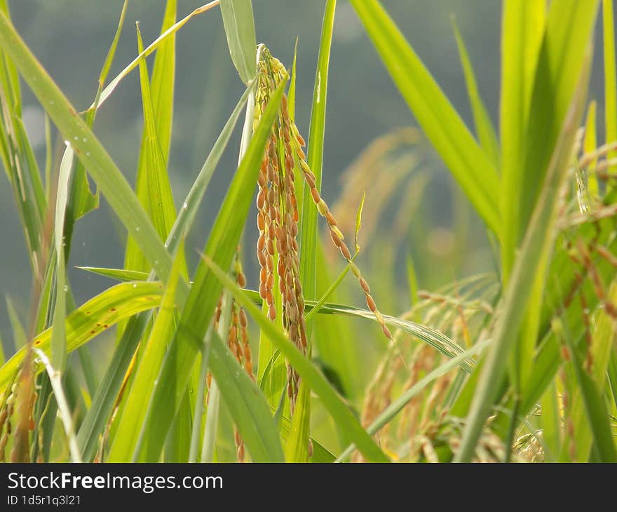 Rice in Bangladesh on the Field