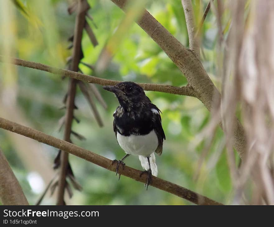 National Bird In Bangladesh capture by Jahid