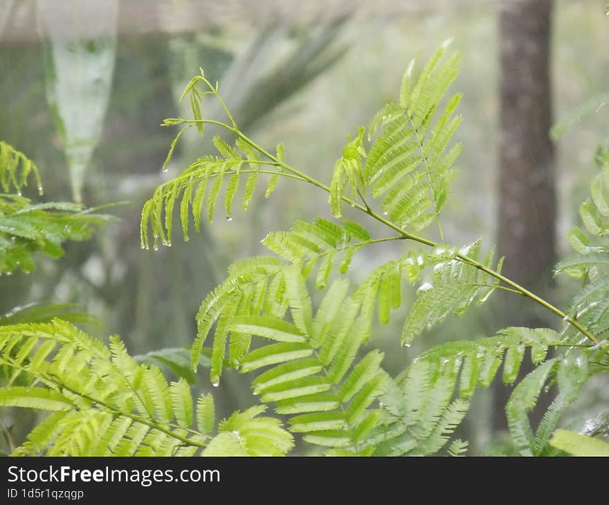 Raining image in Bangladesh Tree